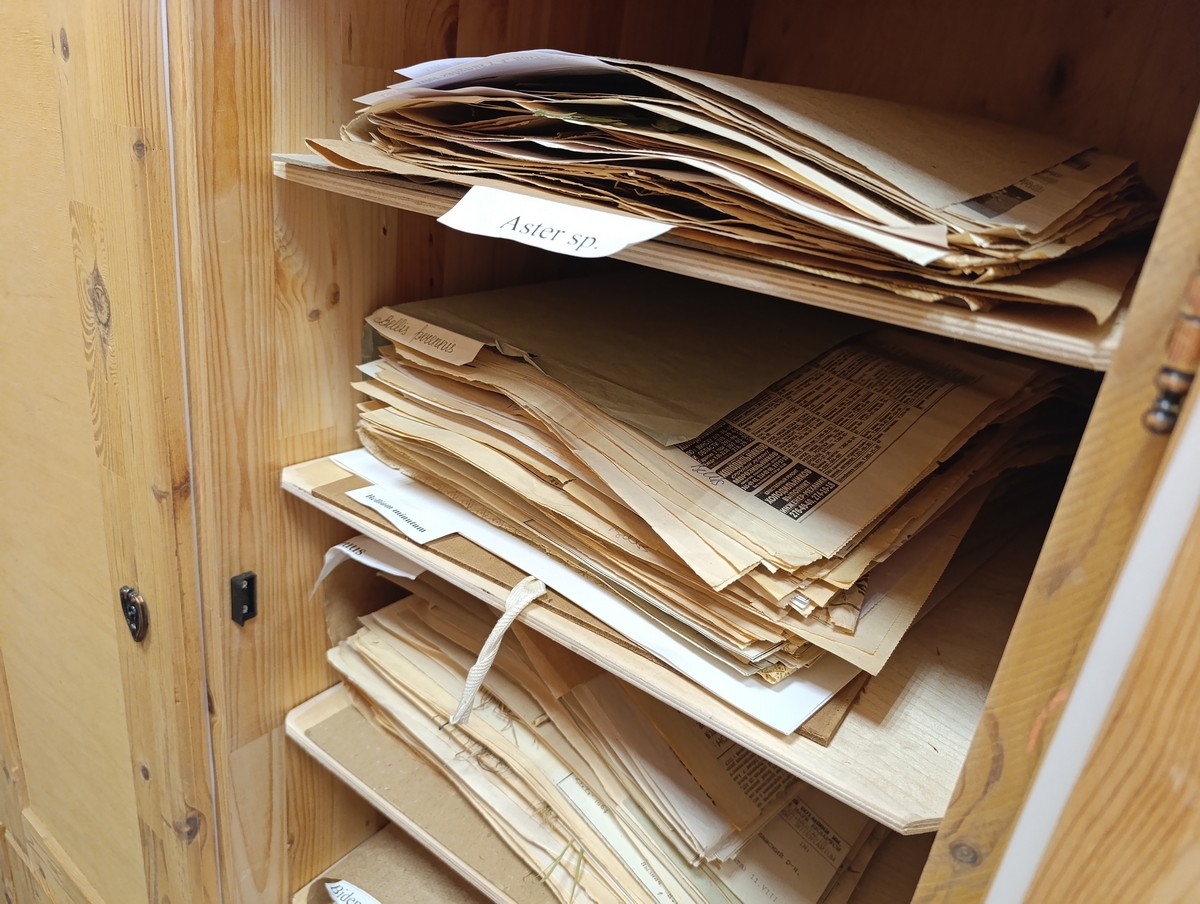 Гербарий Института экспериментальной ботаники 8.jpg