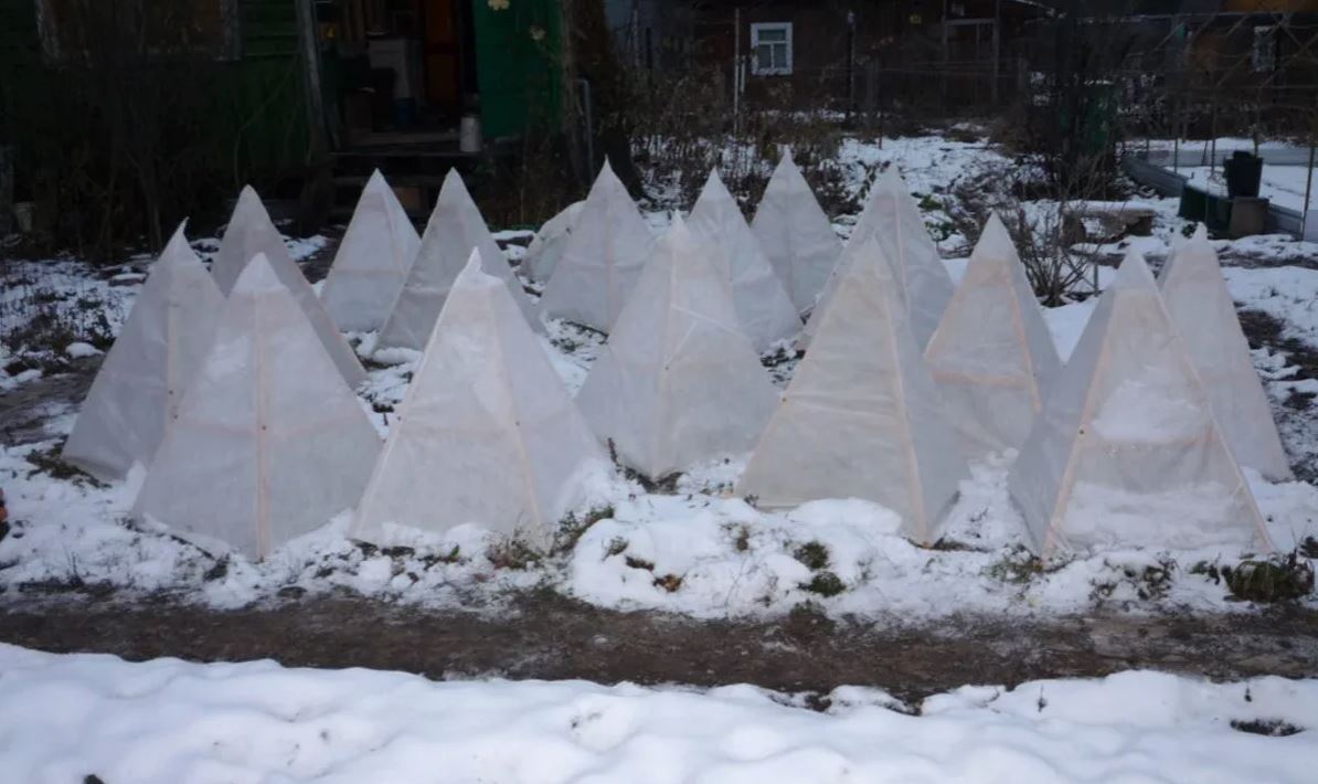 укрытие растений.jpg