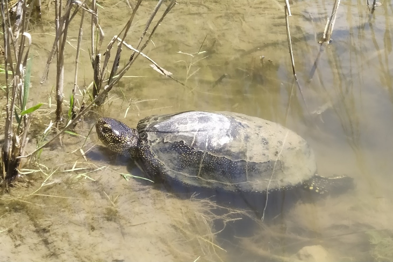 9-Болотная черепаха в воде.jpg