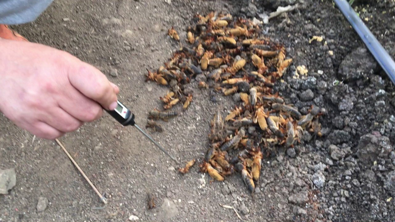 Насекомые на участке