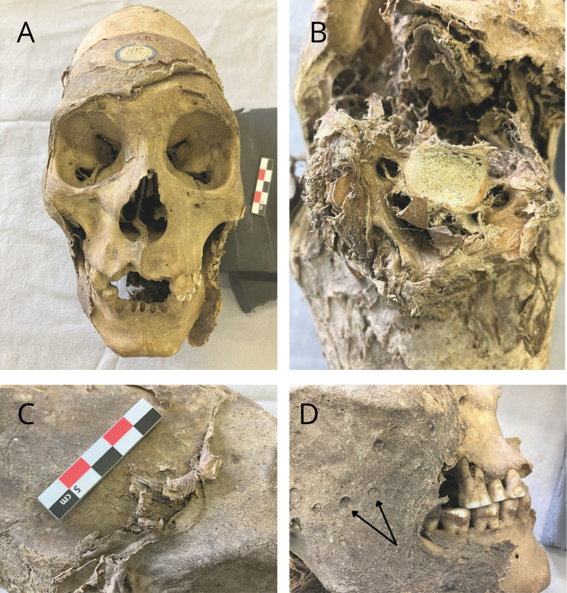 череп аймара - изучение