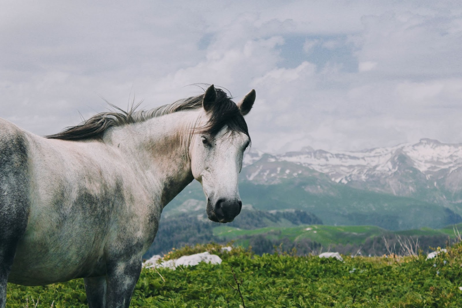 3-Вольноживущая лошадь на горе Мамдзышха.jpg