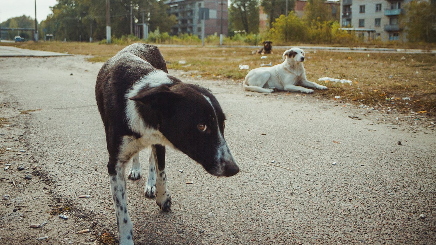 chornobyl-dog-romanyuk1500.jpg