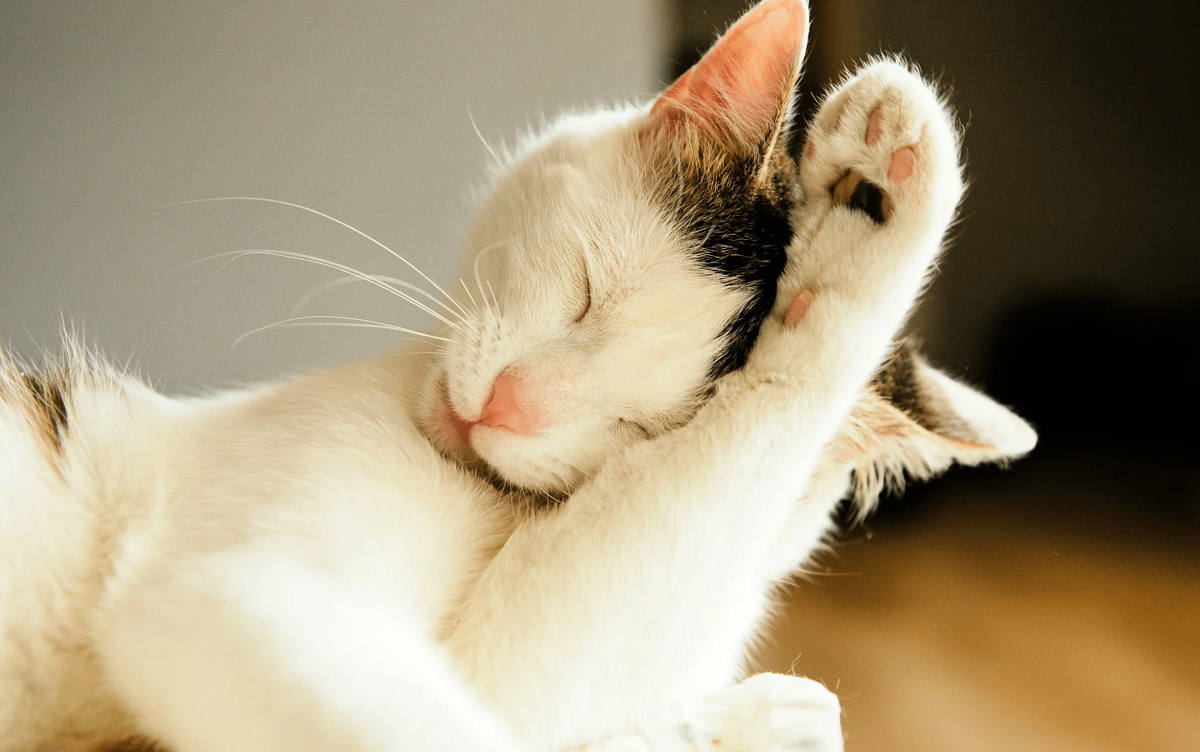 кошка