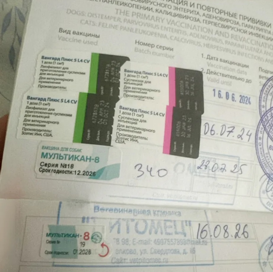 свидетельство о вакцинации от хозяина одного из собак, изображение с сайта Т-Ж свидетельство о вакцинации от хозяина одного из собак, изображение с сайта Т-Ж
