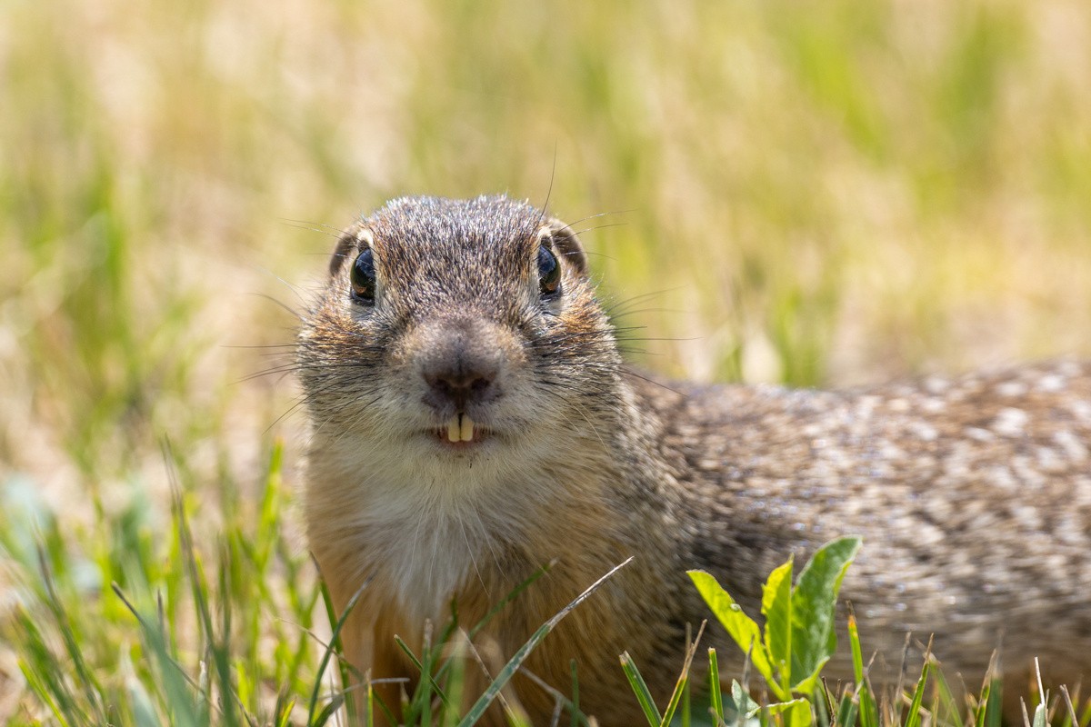 Крапчатый суслик 5.jpg