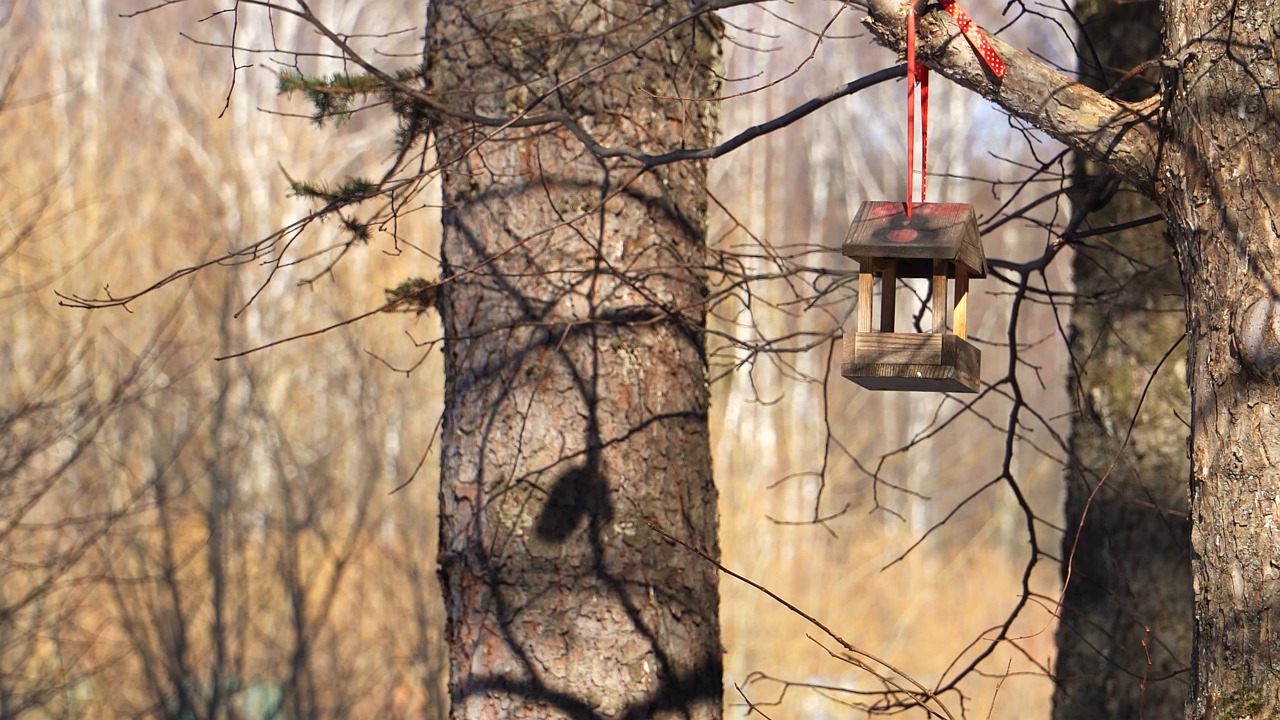 кормушка для птицы весной