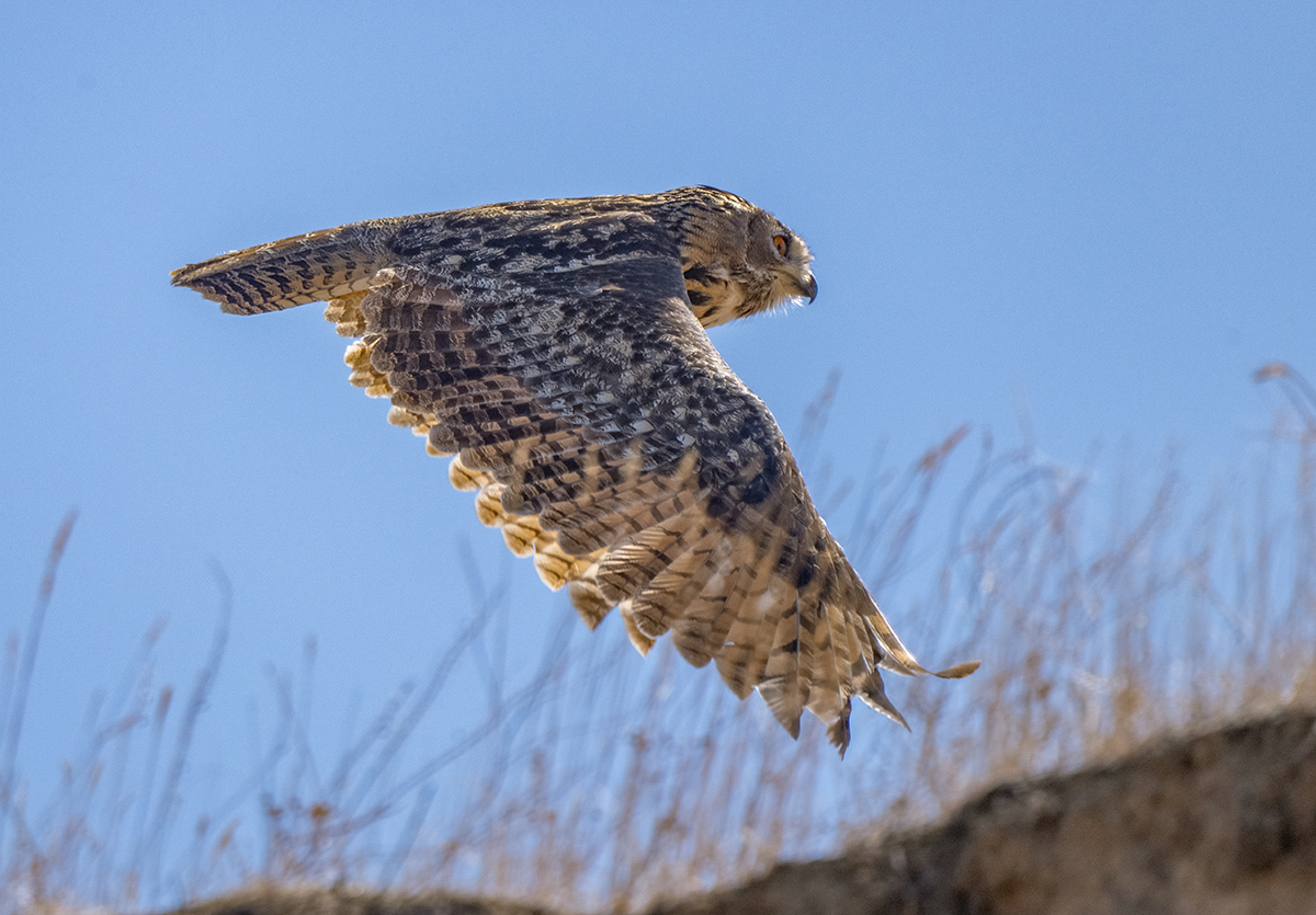 Филин Андрей Семенов.jpg