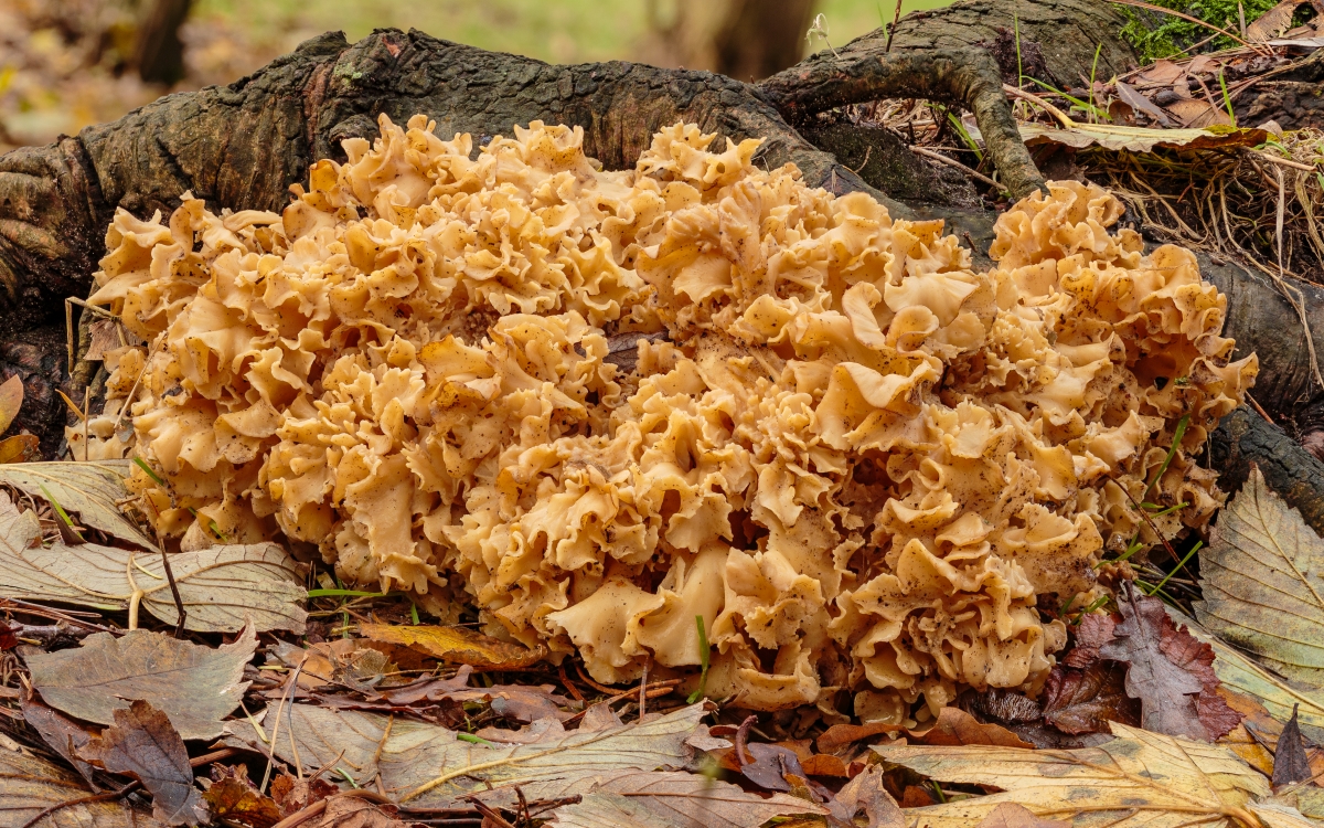 Grote_sponszwam_(Sparassis_crispa)._09-11-2023._(d.j.b).jpg