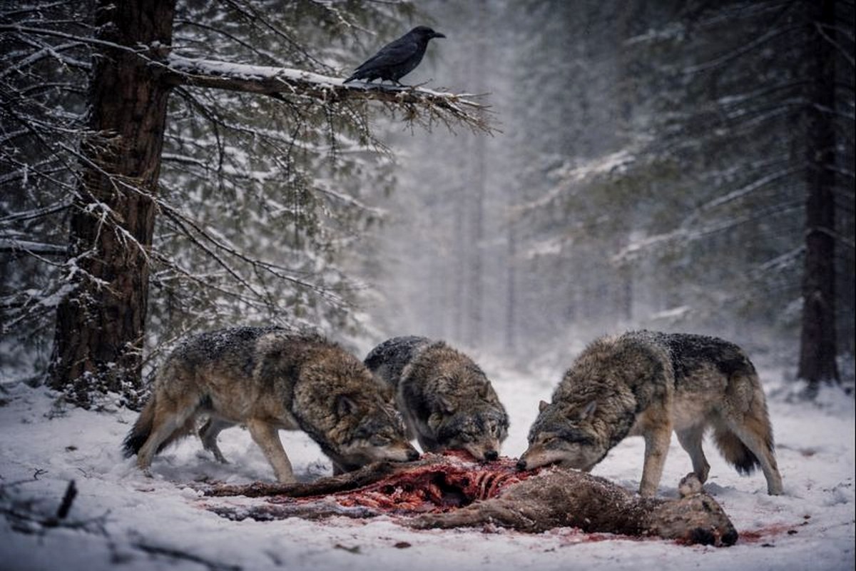 1-Волки и вороны.JPG