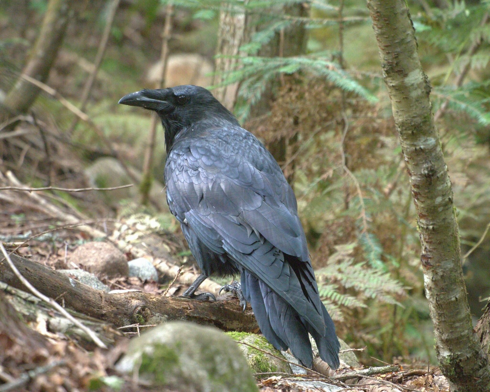 7-Ворон в лесу.jpg
