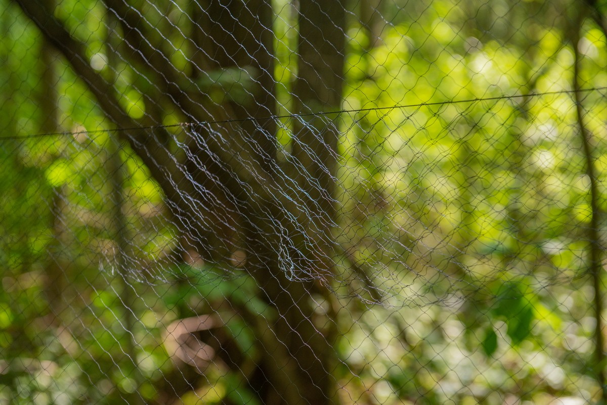23-Сеть для кольцевания птиц.jpg