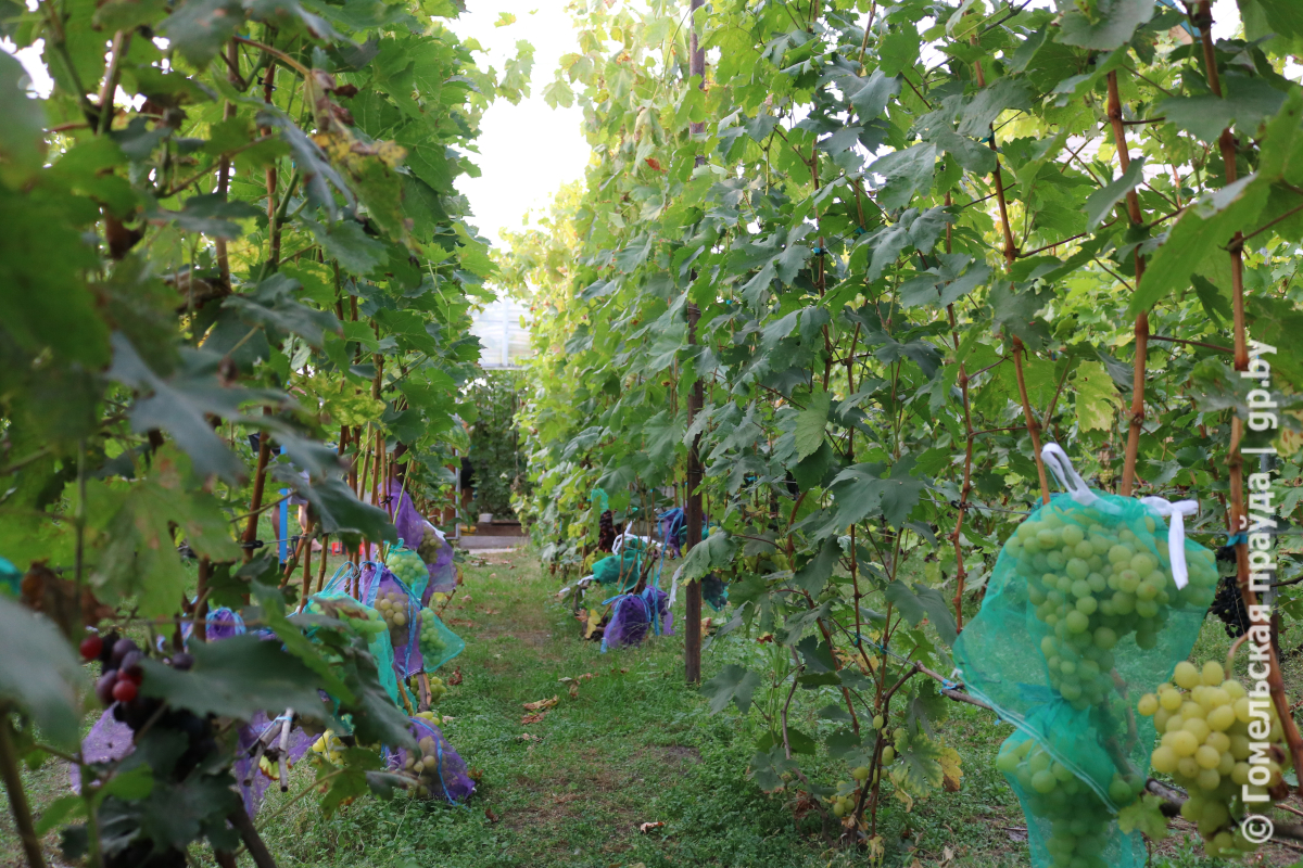 виноградник.jpg