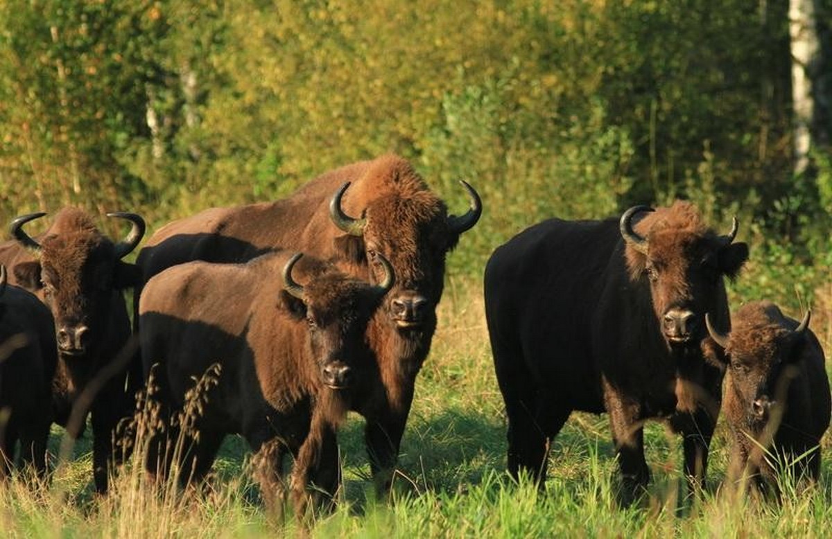 2-Стадо зубров.jpg