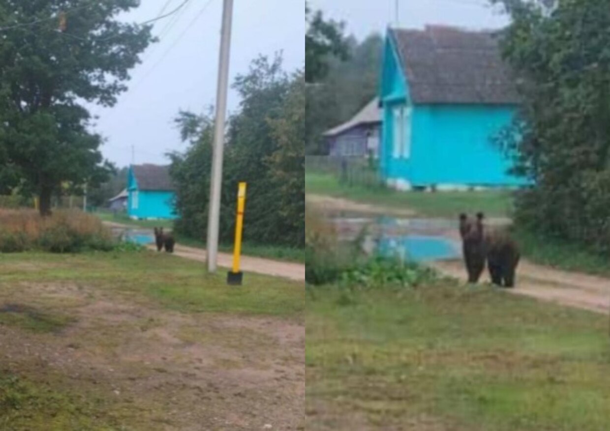 медведь в Лепельском районе