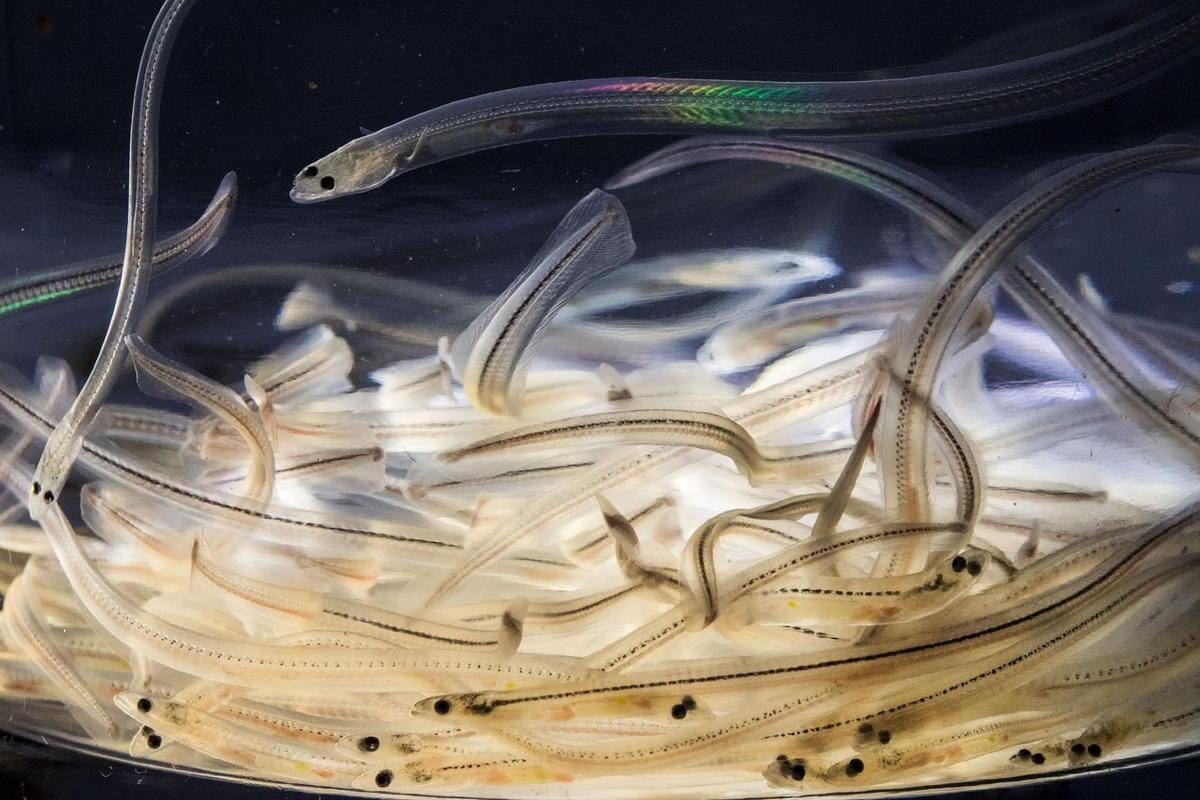 Угорь личинка 