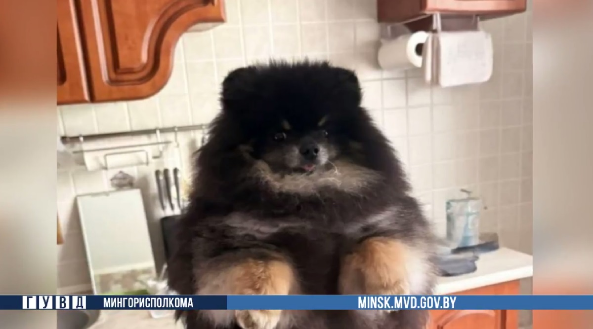 украденный шпиц украденный шпиц
