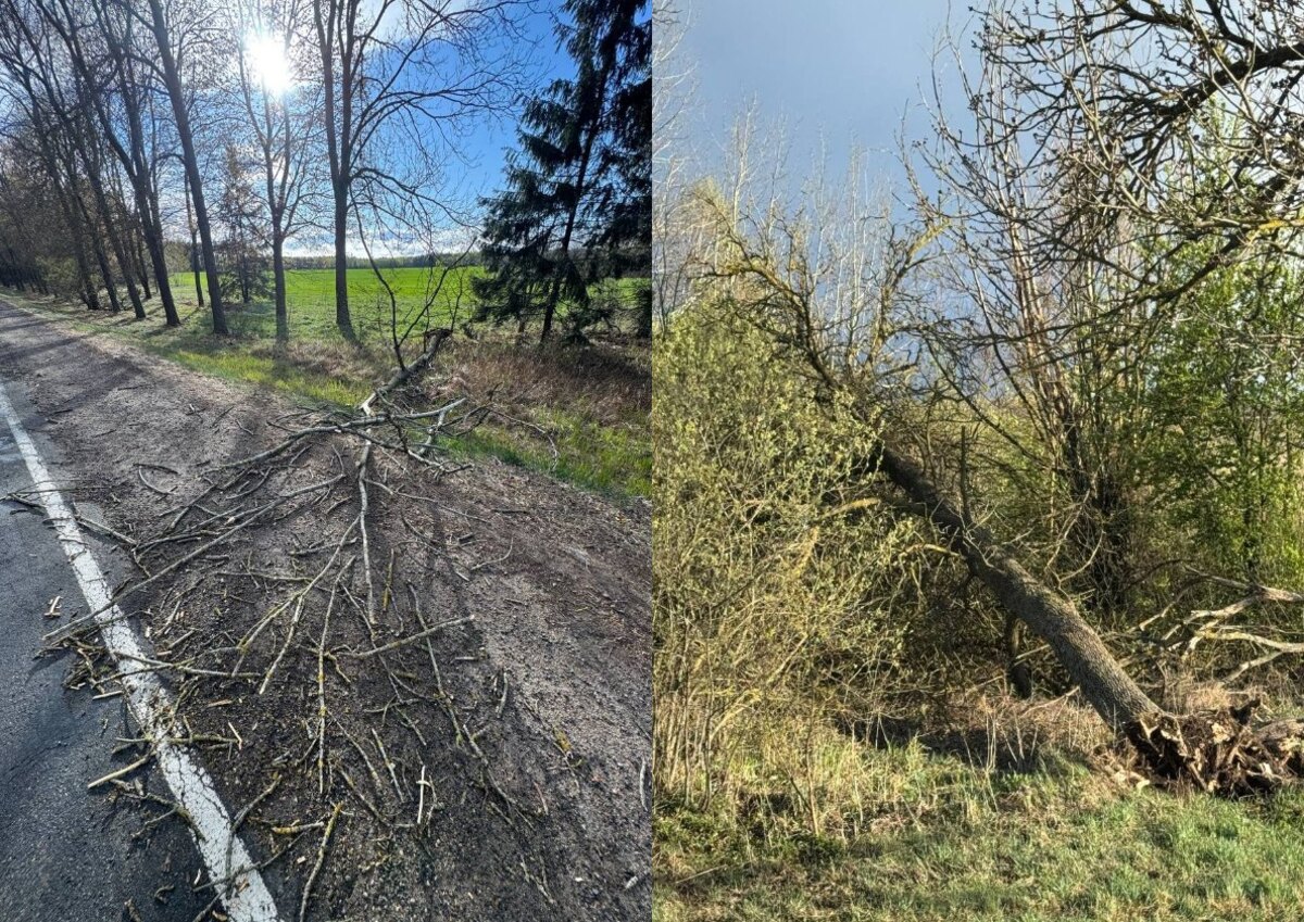 поваленные деревья под Ивацевичами