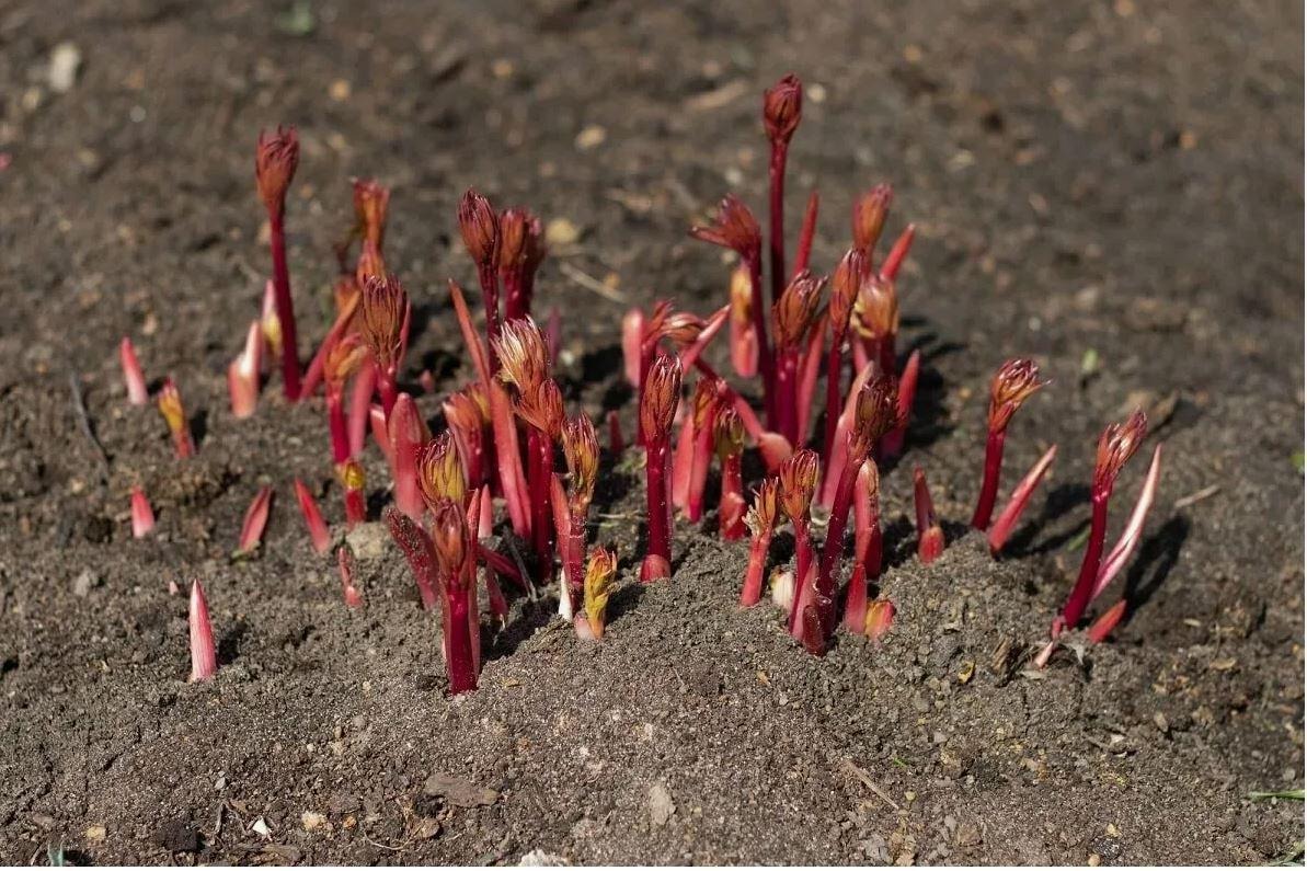 Не трогать сразу и не заливать: как правильно «разбудить» многолетники после зимы