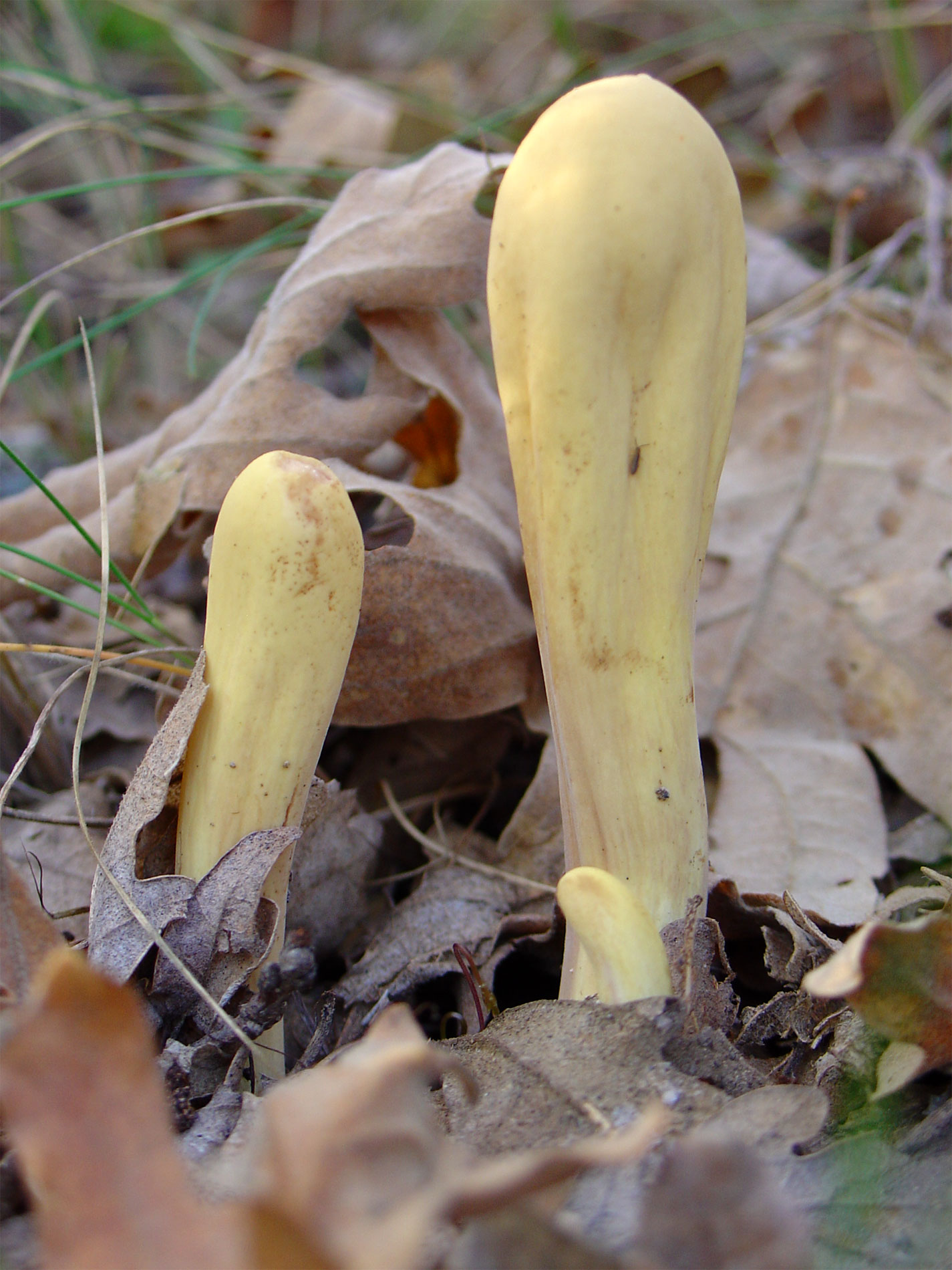 Clavariadelphus-pistillaris.jpg