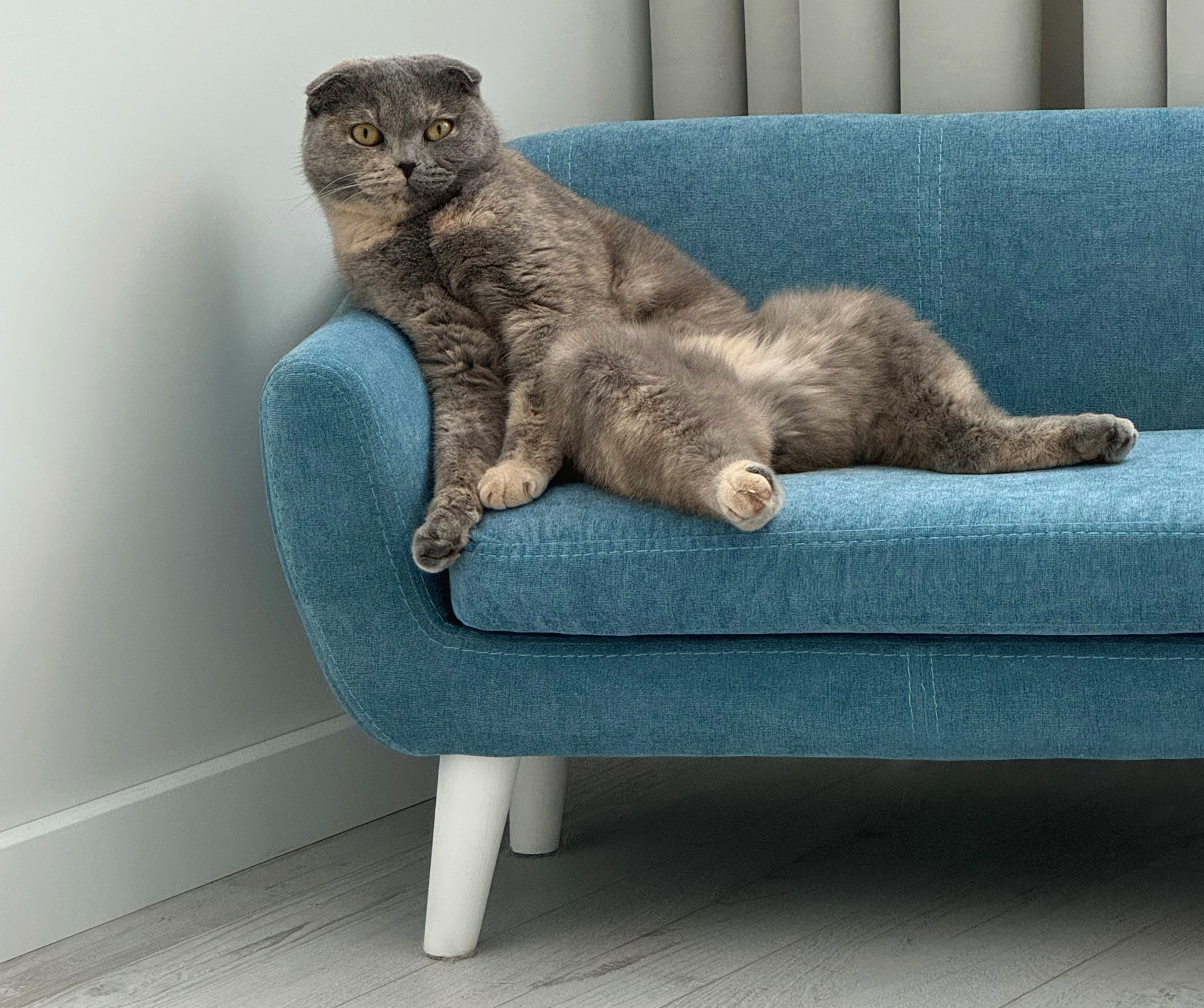 Дом с питомцами 9.jpeg