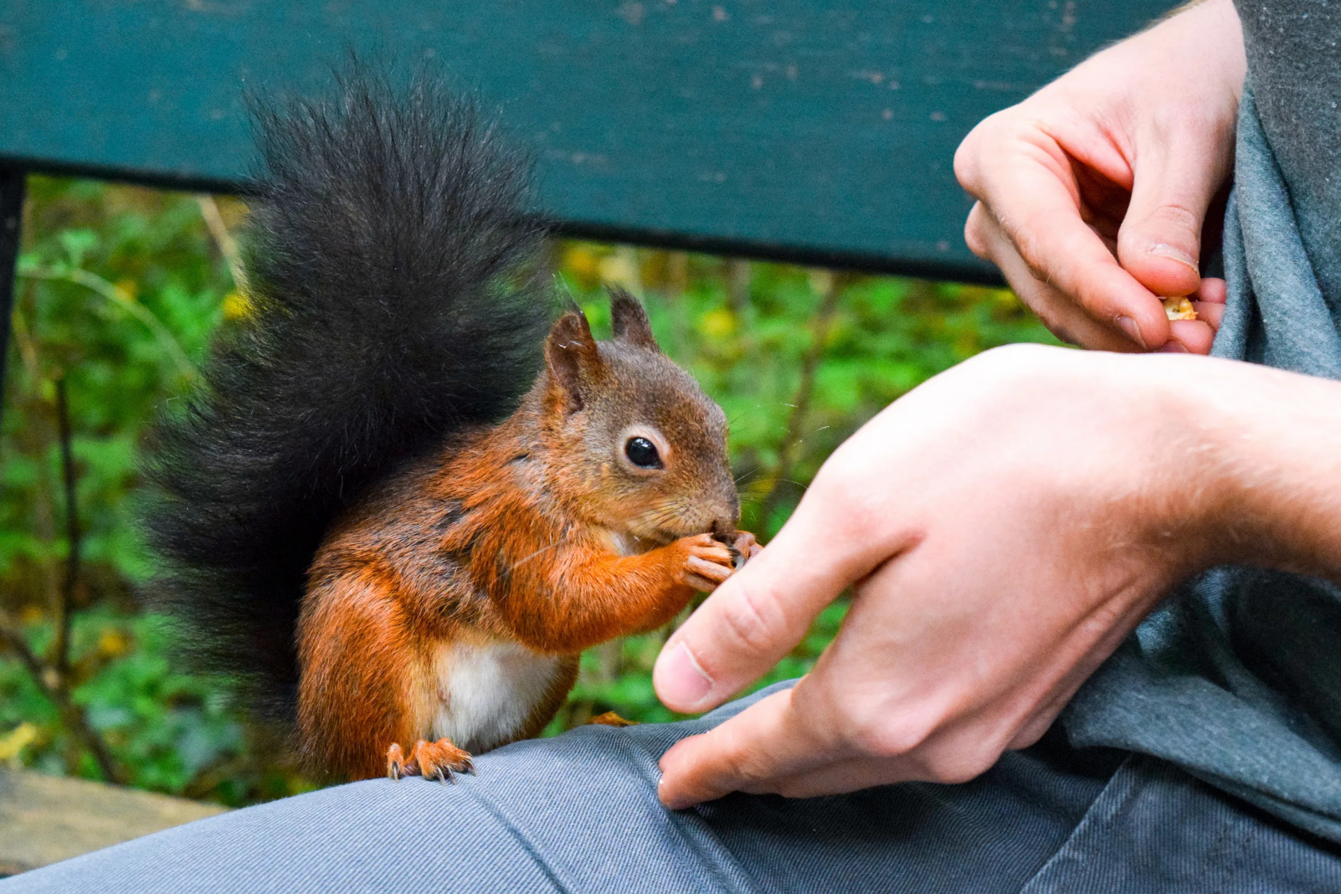 белку кормят