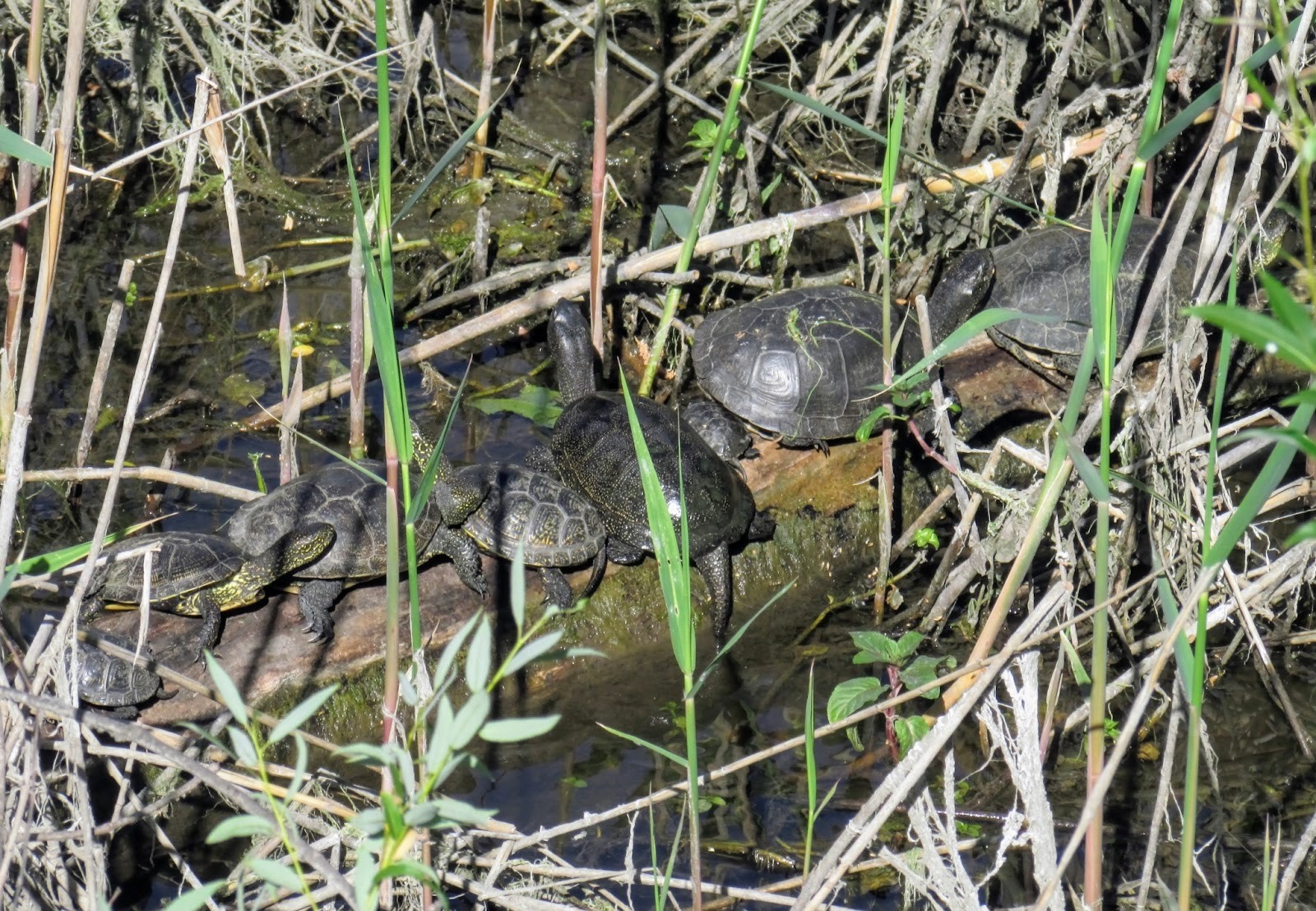 4-Болотные черепахи греются на солнце.jpg