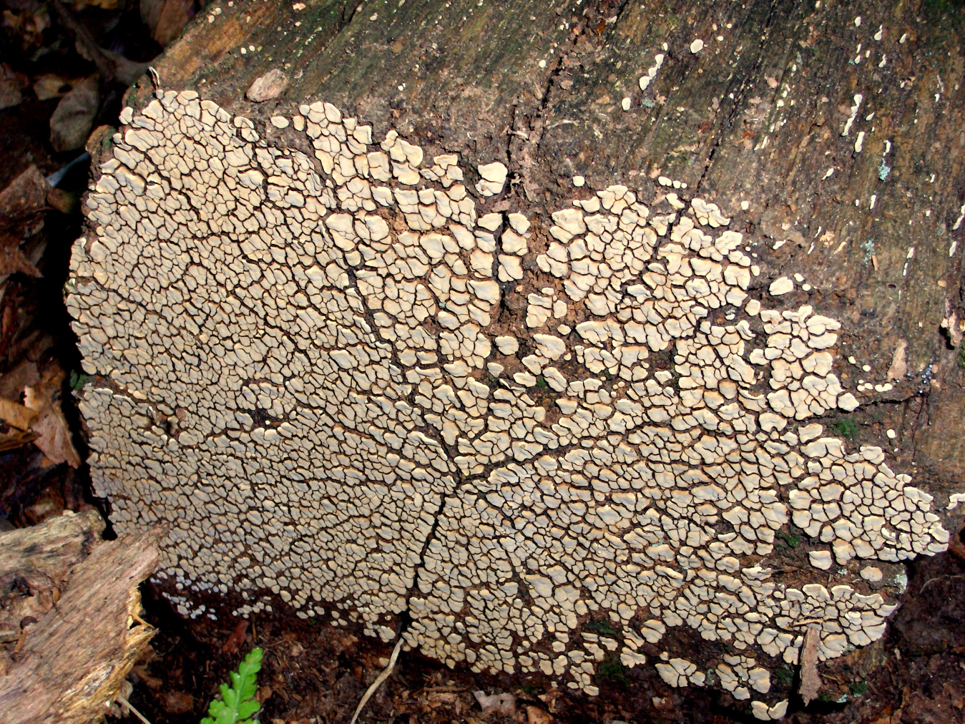 Xylobolus_frustulatus_(363448878).jpg