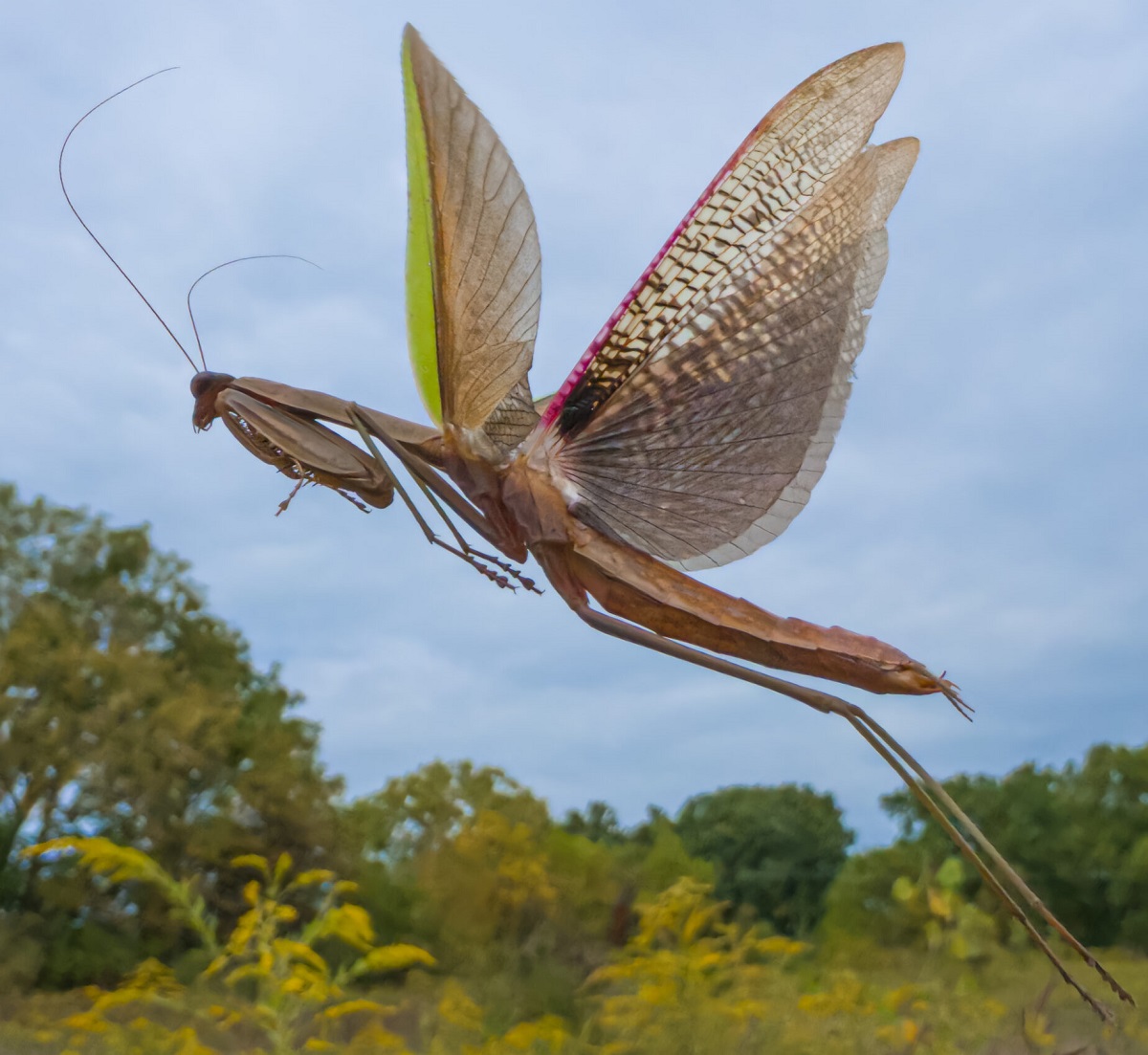 Европейский богомол