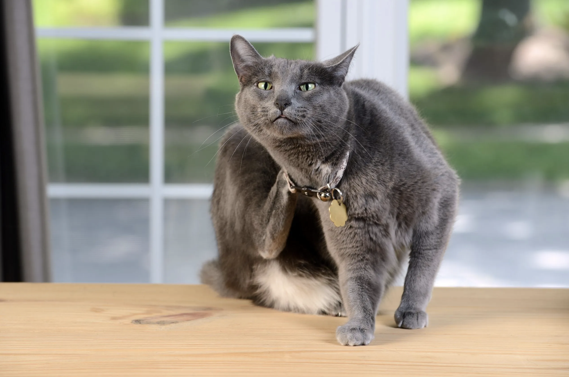 Кот чешется