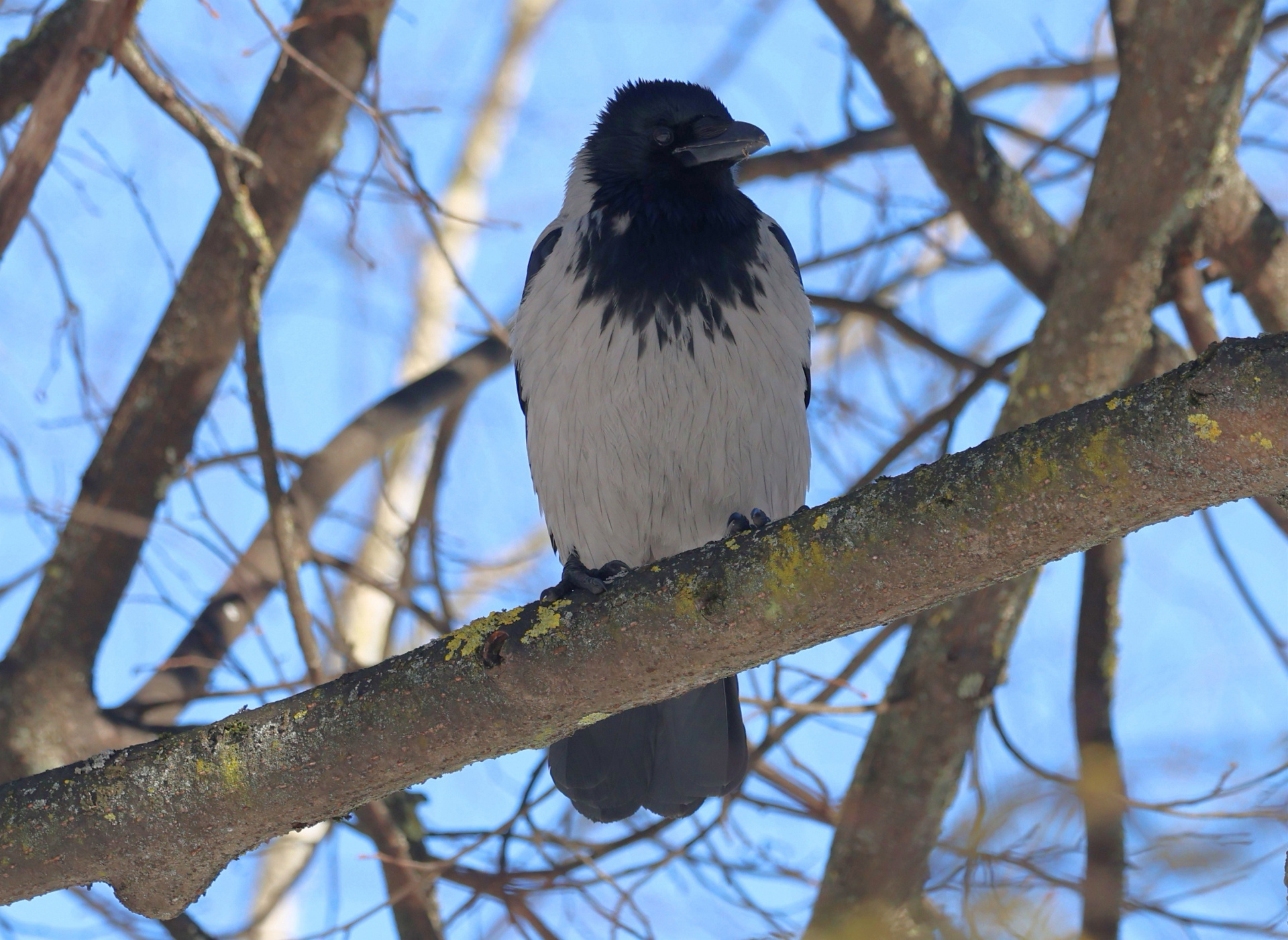 Ворона Серая
