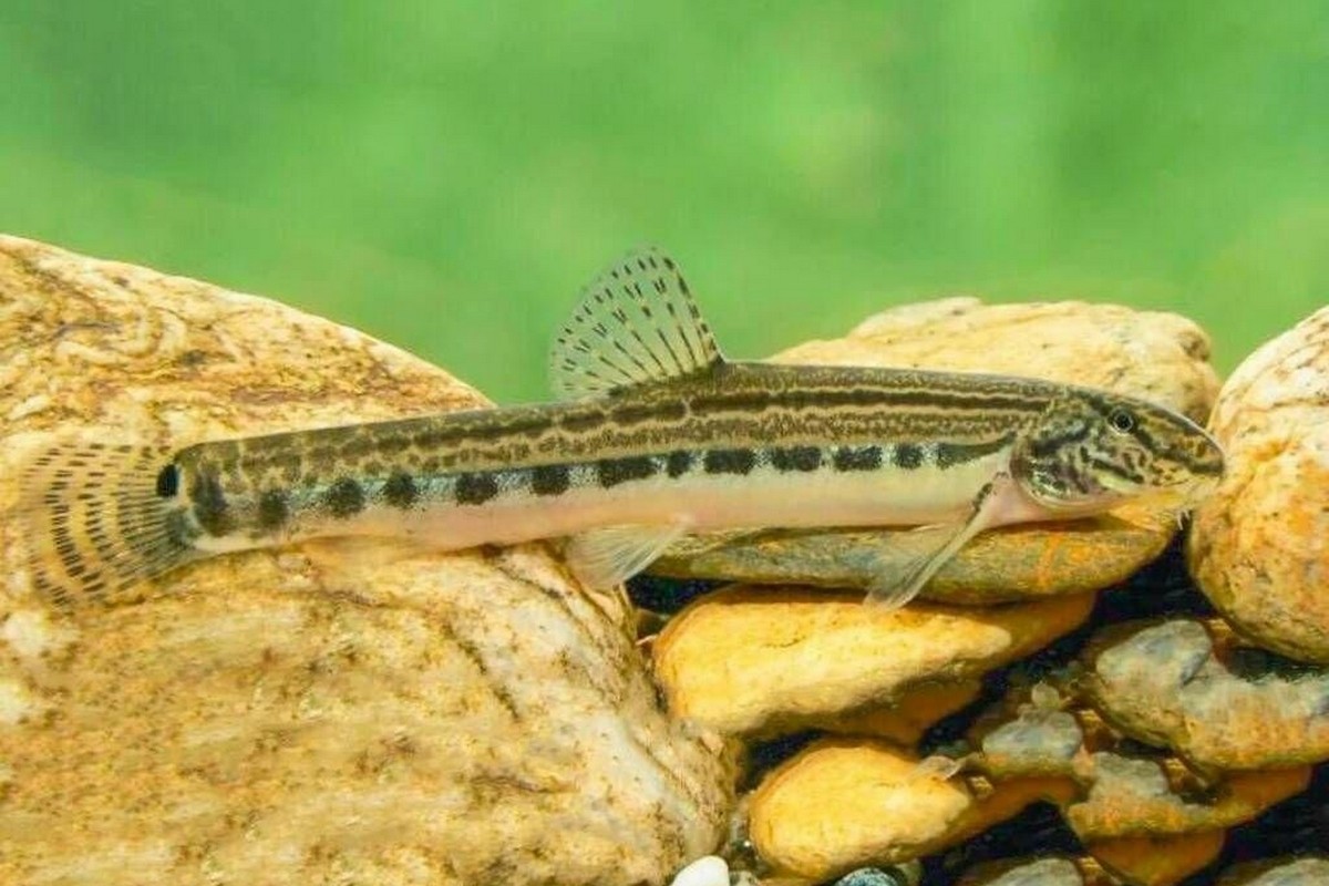 6-Щиповка маскируется.jpg