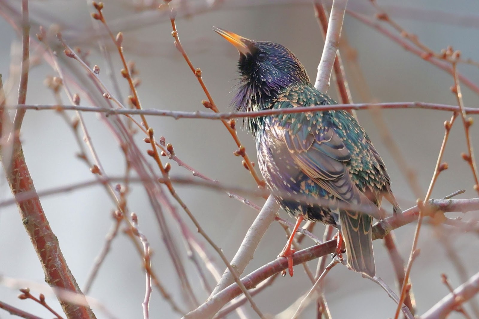 Возвращение птиц весной 7.jpg