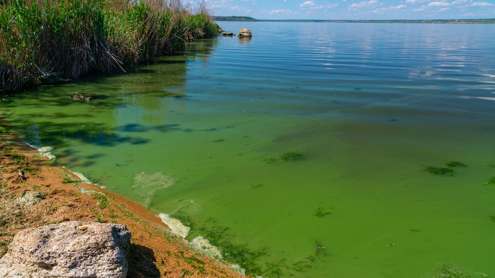 цветущая вода водоема