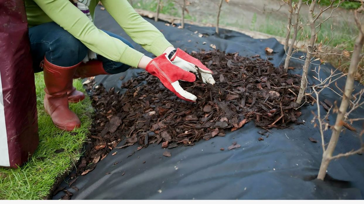 мульча мульча1.jpg