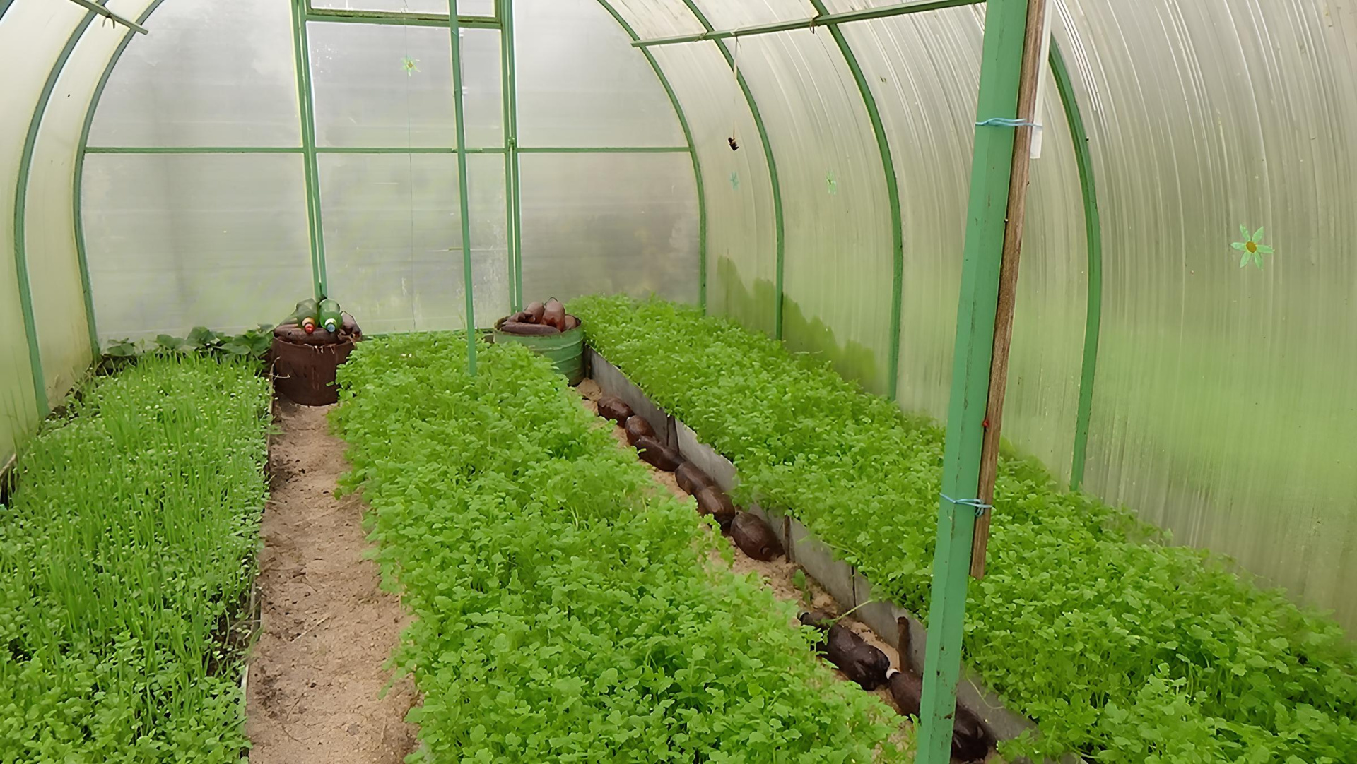 теплица и травы теплица и травы1.jpg