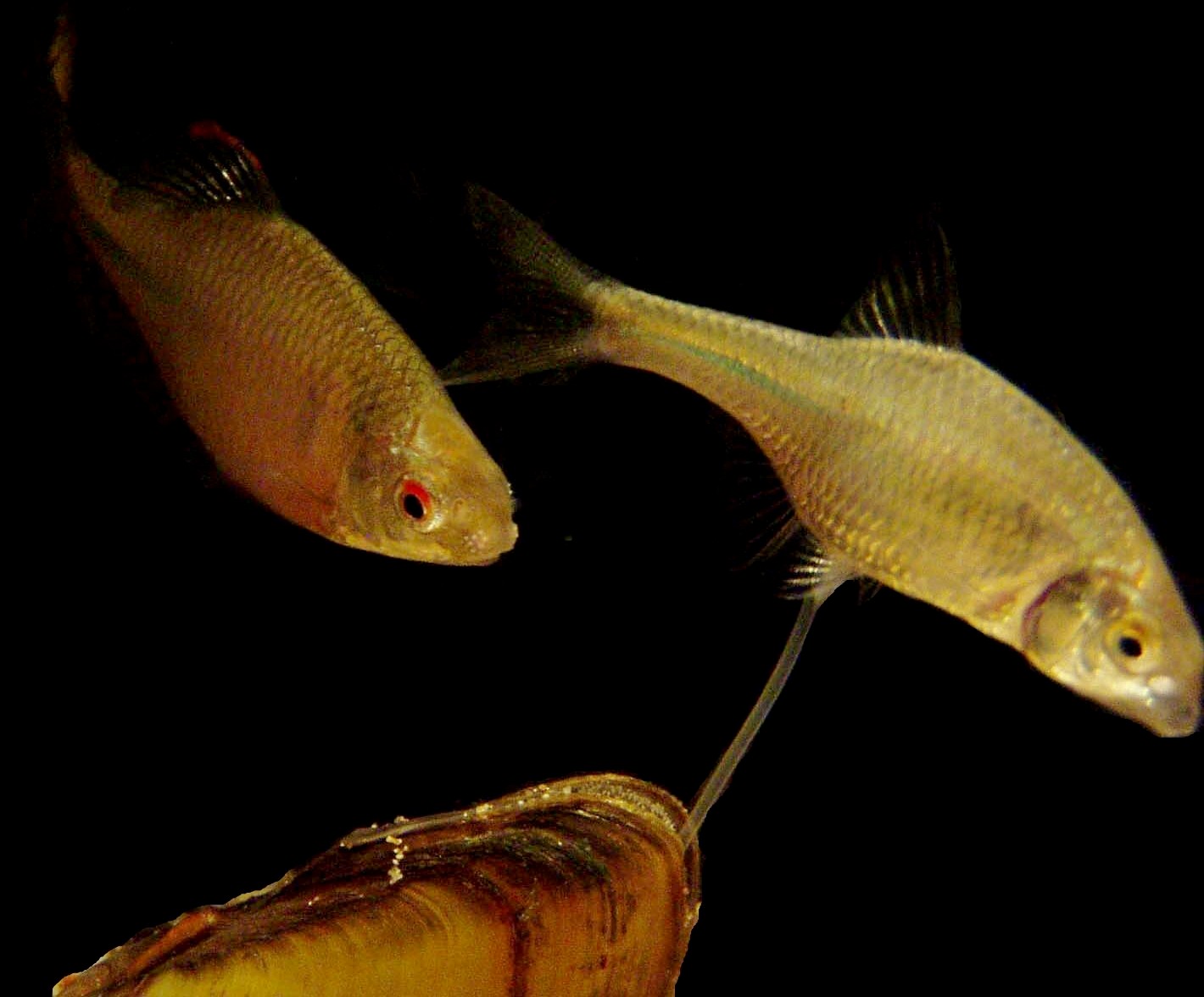 11-Самка горчака откладывает икру.jpg