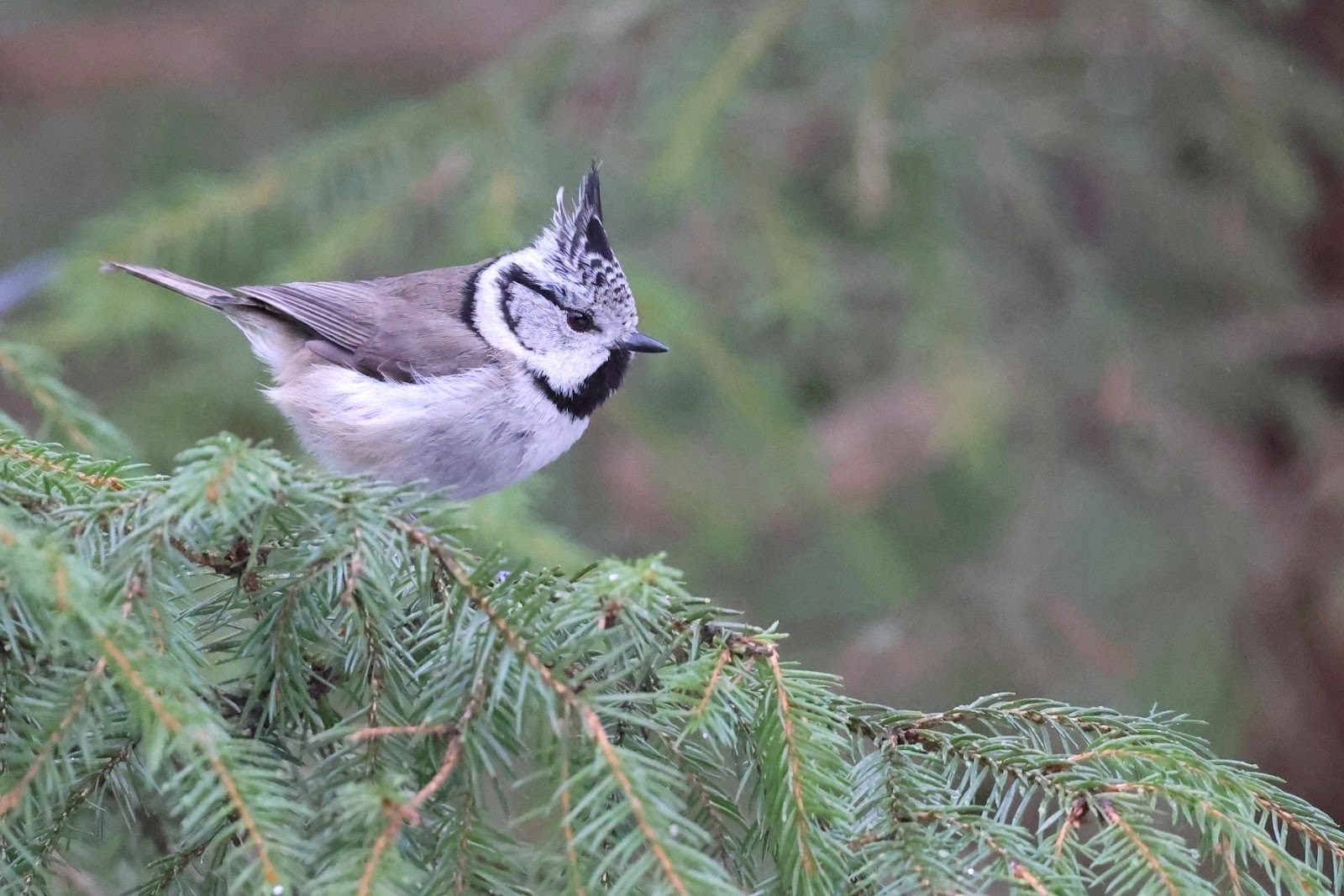 Возвращение птиц весной 14.jpg