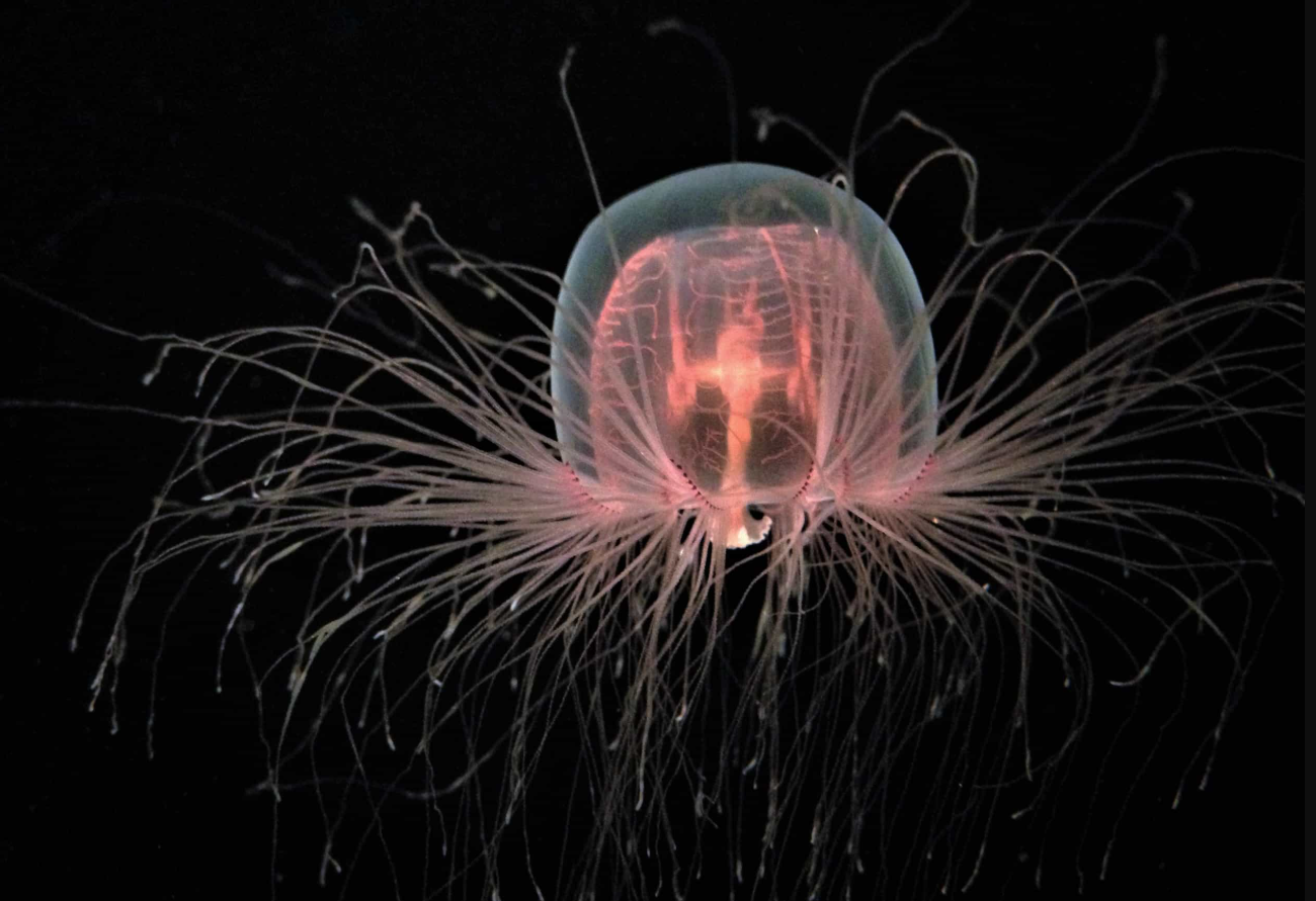 медуза Turritopsis dohrnii 