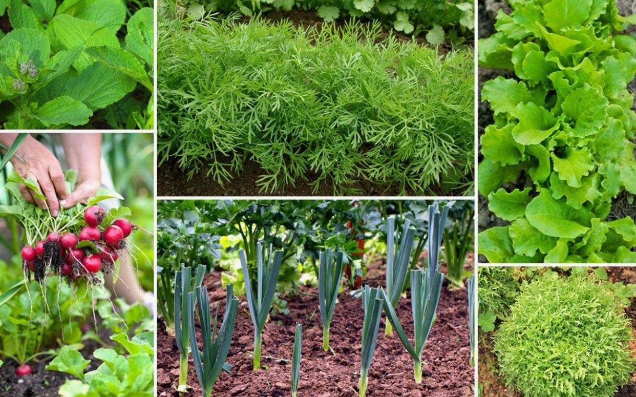 осенние посадки осенние посадки2.jpg