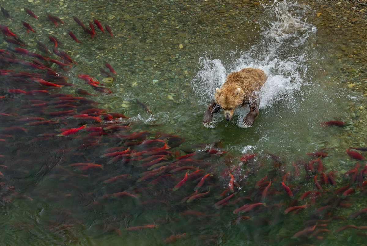 Чарли Уэмисс-Данн, Животные в своей естественной среде обитания