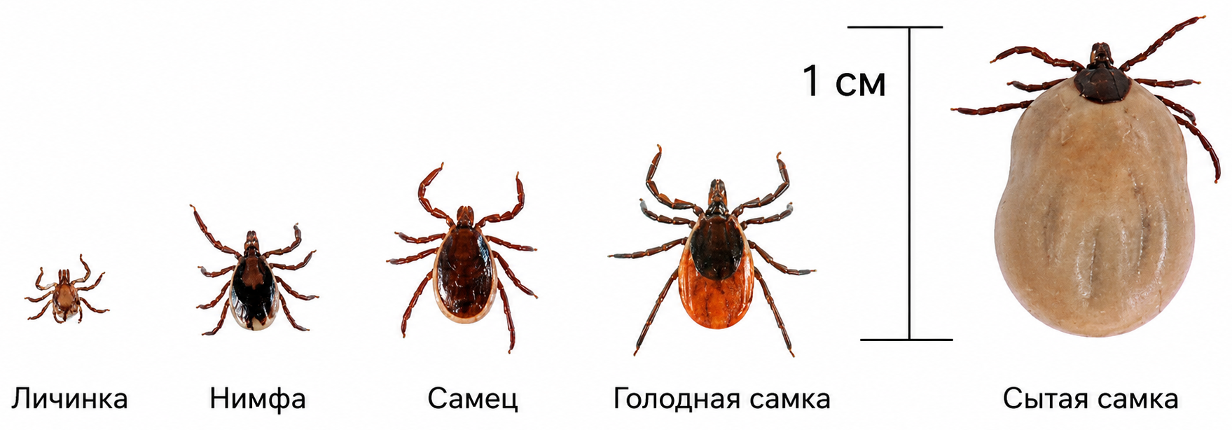 Клещи