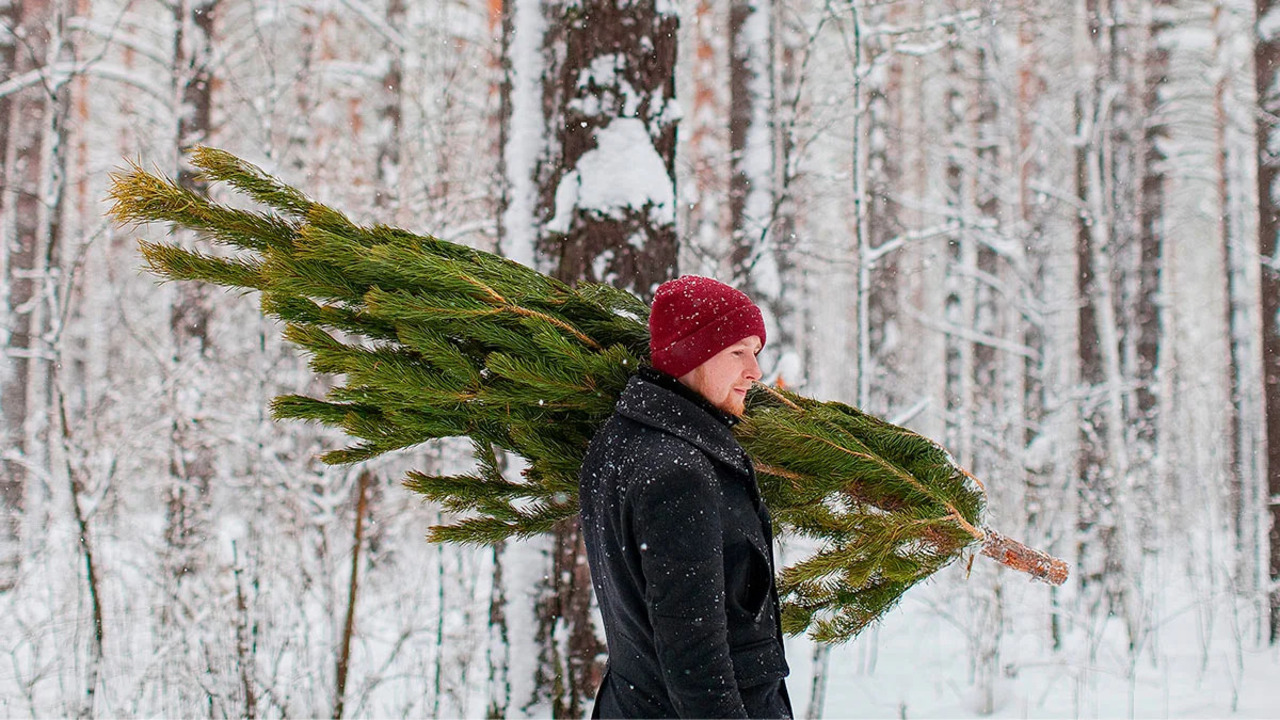 мужчина несет елку в снег