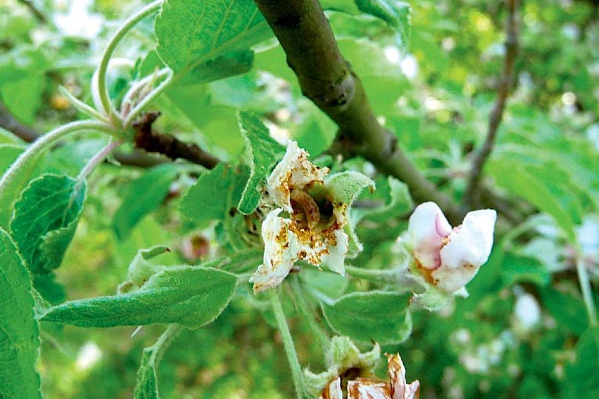 поразили вредители