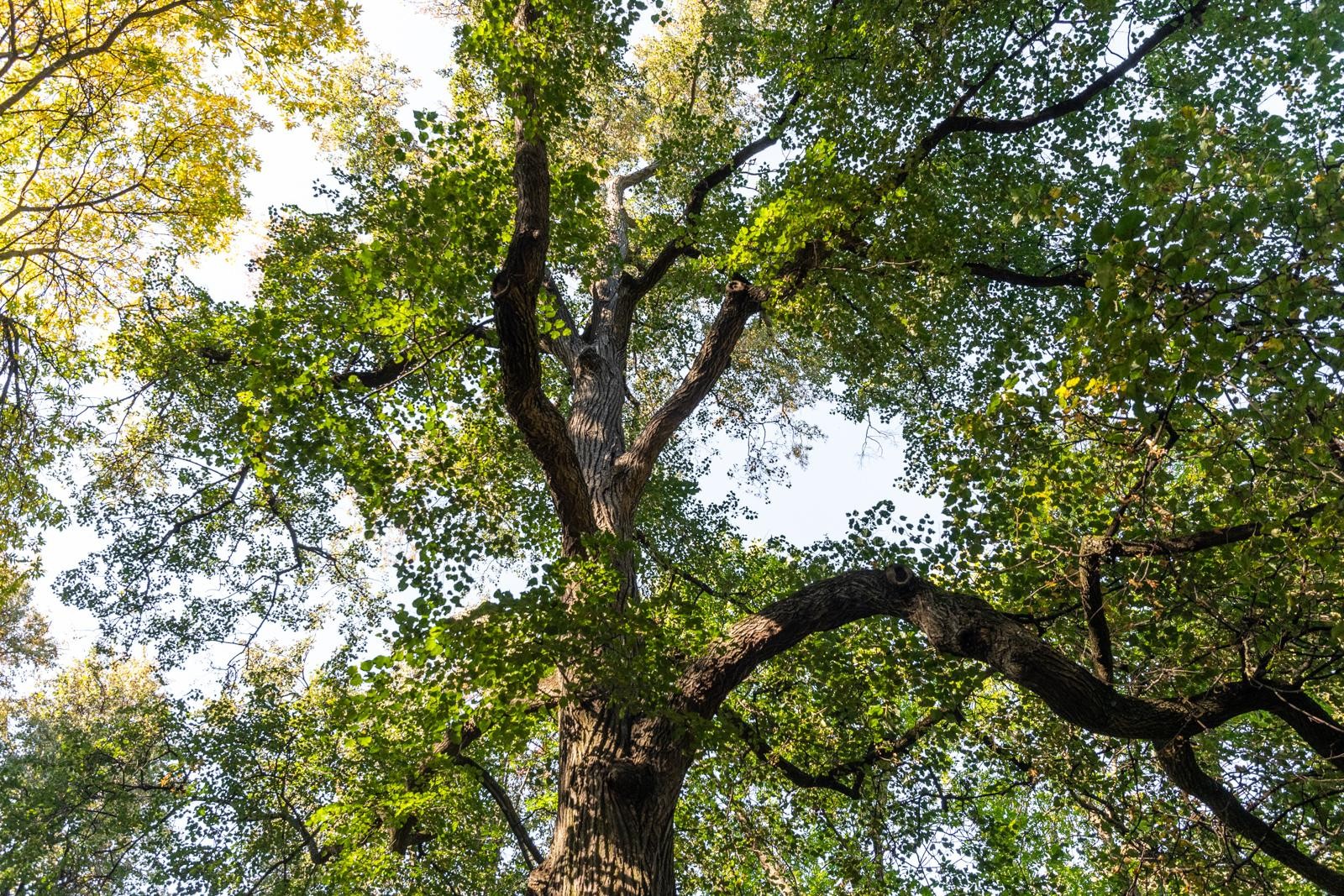 11-Губернаторская липа в парке имени Горького.jpg