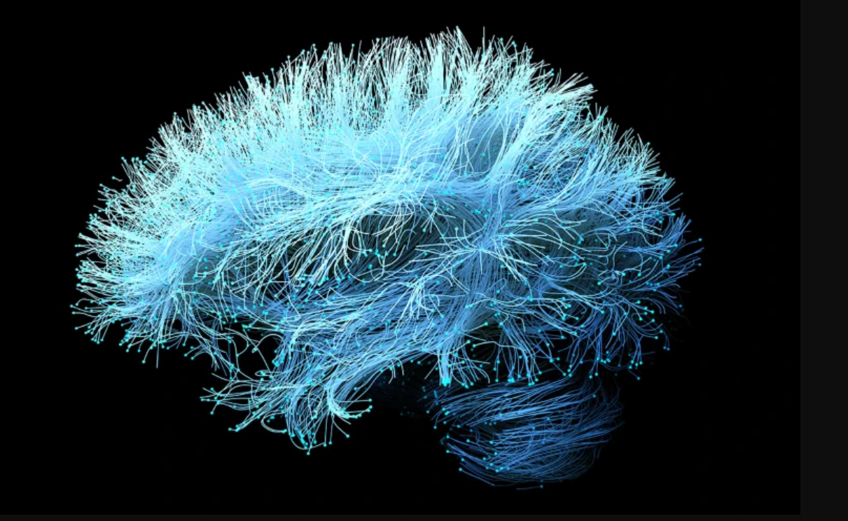 Иллюстрация нервов головного мозга, основанная на данных магнитно-резонансной томографии