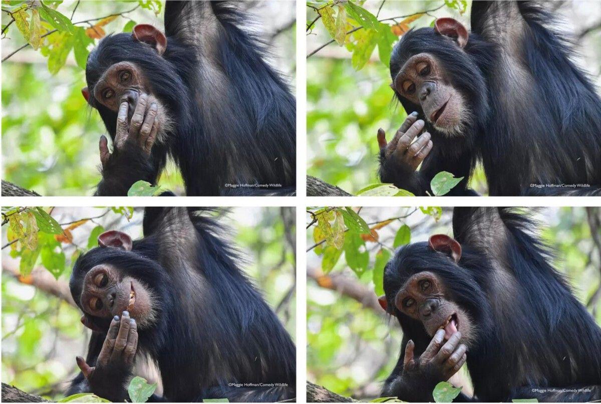 смешные животные6.jpg