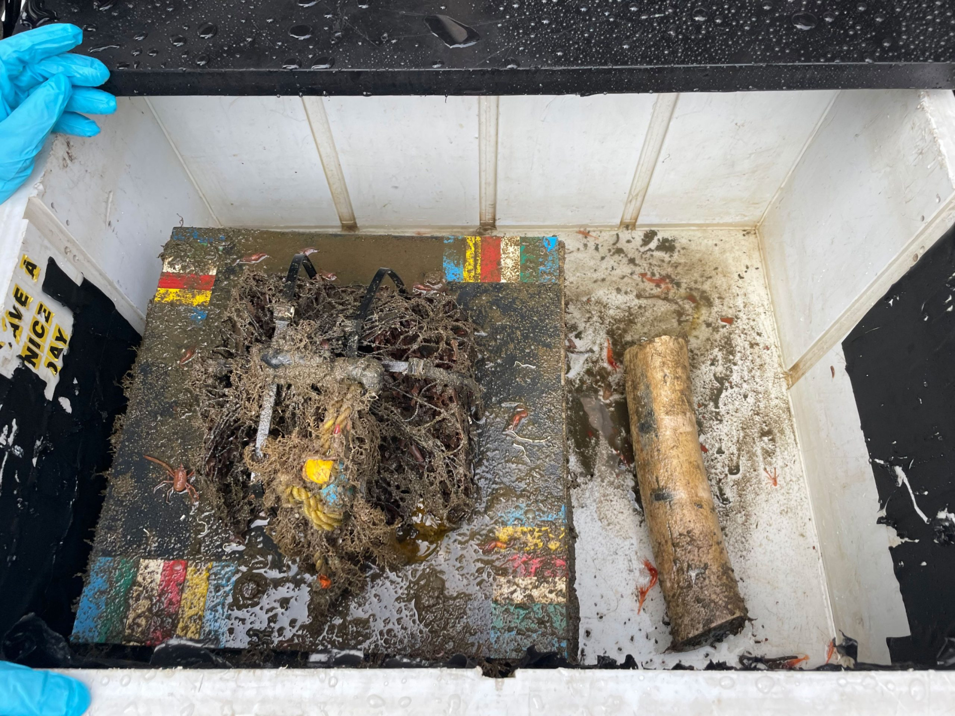 Эксперимент с китовой костью, найденной в каньоне Баркли в 2023 году