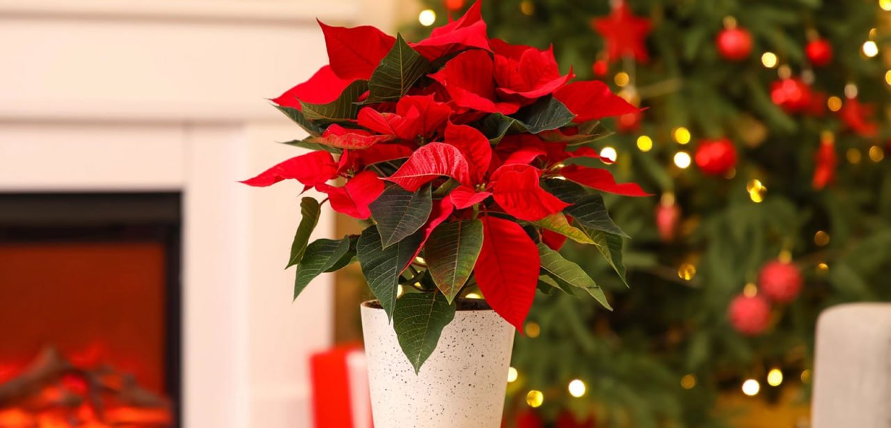 Пуансеттия