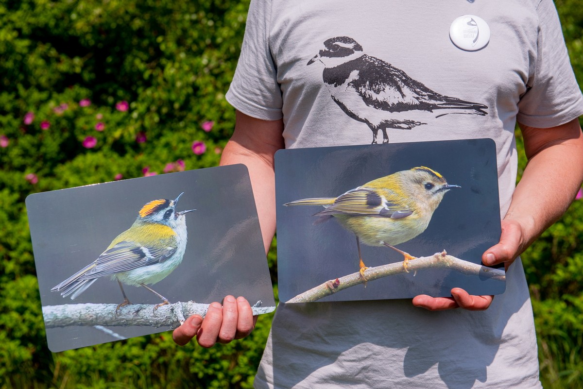 12-Слева красноголовый королек справа желтоголовый.jpg